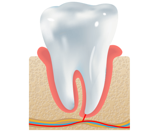 Tooth illustration